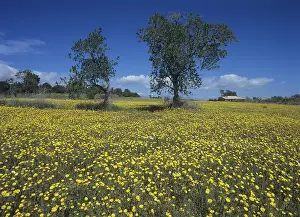 Southern Europe Landscape Drucke: Meadow with crownwort
