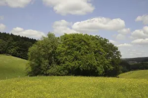 Odenwald Landscape Drucke: Meadow, forest, edge of forest