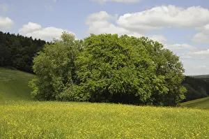 Springtime Forest Scene Drucke: Meadow, forest, edge of forest