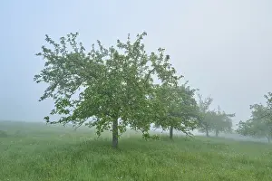Agricultural Crop Plantation Drucke: Meadow, fruit trees, orchard, tree row