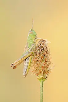 Wild Animals Germany Drucke: Meadow grasshopper (Chorthippus parallelus)