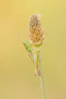 Wild Animal Nature Photography Drucke: Meadow grasshopper (Chorthippus parallelus)