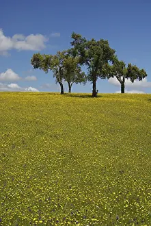 Empty Grass Field Drucke: Meadow, meadow