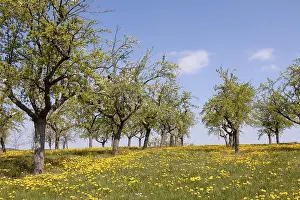 Deciduous Tree Blossom Germany Drucke: Meadow with old fruit trees, spring