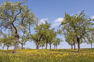 Agricultural Scenery Germany Drucke: Meadow with old fruit trees, spring