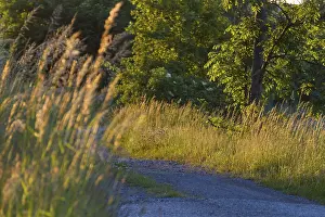 Eastern Germany Landscape Photography Drucke: Meadow path