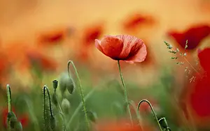 Poppy Field Landscape Drucke: Meadow with red poppies in spring