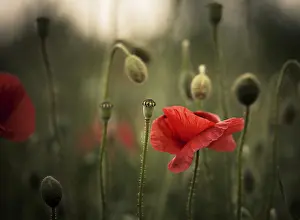 Spring Meadow Flowers Drucke: Meadow with red poppies in spring