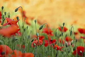 Poppy Meadow Landscape Drucke: Meadow with red poppies in spring