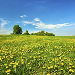 Dandelion In Bloom Drucke: Meadow in spring under a blue sky
