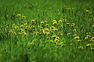 Common Dandelion Plant Drucke: Meadow in spring, dandelion, Germany