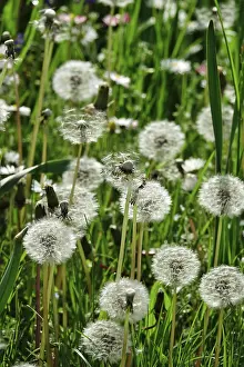 Central European Meadows Drucke: Meadow in spring, dandelions, Germany