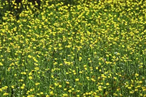 German Meadow Drucke: Meadow in spring, Germany