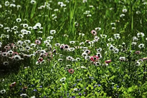 German Meadow Drucke: Meadow in spring, Germany