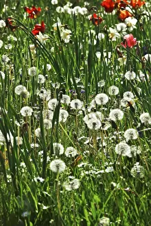 No People German Countryside Drucke: Meadow in spring, Germany