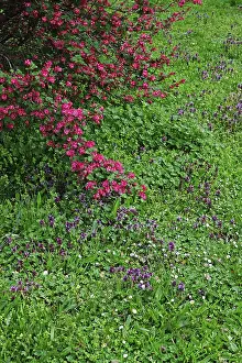 German Meadow Drucke: Meadow in spring, Germany