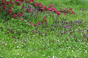 German Meadow Drucke: Meadow in spring, Germany