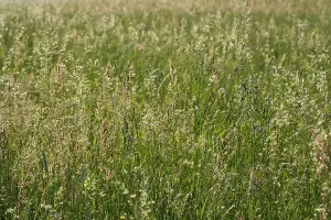 Lower Franconia Landscape Drucke: Meadow in spring, GroBheubach