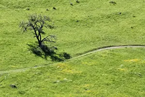Swabian Alb Landscape Drucke: Meadow in spring, landscape with gnarled tree