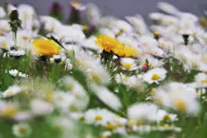 German Meadow Drucke: Meadow in spring, wind, Germany