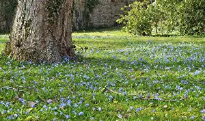 Central European Wildflowers Drucke: Meadow with squills (Scilla)