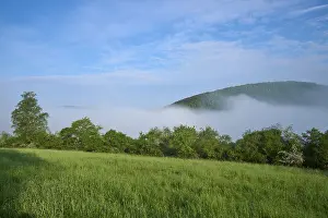 Deserted Nature Reserve Germany Drucke: Meadow, Tree, Hedges, Fog, Clouds