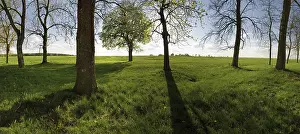 Atmospheric Landscape Photography Drucke: Meadow with trees in the back light