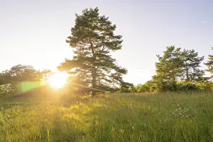Summer Evening Atmosphere Drucke: A meadow with trees in the light of the sunset