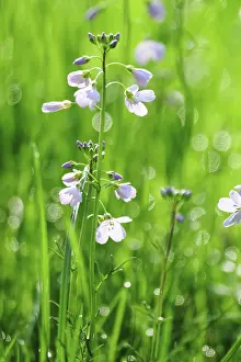 German Spring Landscape Drucke: Meadowfoam in spring, Germany