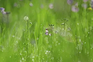 No People In Central Europe Drucke: Meadowfoam in spring, Germany