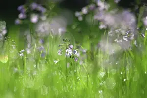 Empty European Landscape Drucke: Meadowfoam in spring, Germany