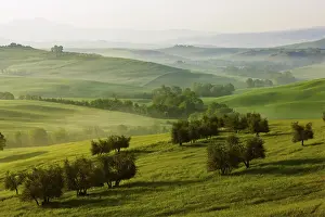 Tuscan Countryside Scenes Drucke: Meadows, fields and olive trees in the morning light