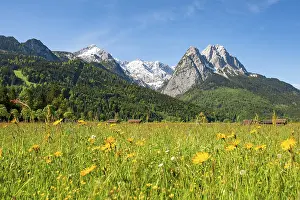 Zugspitze Mountain View Drucke: Meadows with meadow flowers in spring
