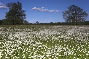Eastern Germany Natural Preserve Drucke: Meadows in spring with buttercups