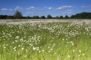 Central European Nature Preserve Drucke: Meadows in spring with buttercups