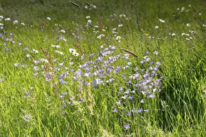 German Meadows Drucke: Meadows in spring with buttercups