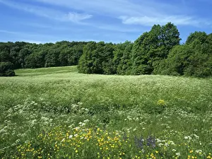 Summer Forest Landscape Drucke: Meadows in summer, Thuringia, Germany