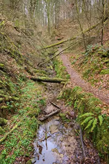 Lower Franconia Scenery Drucke: A meandering stream next to a forest path