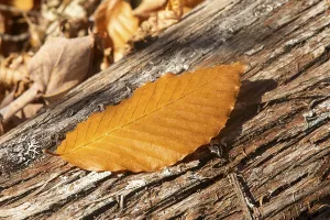 Protected Area Conservation Efforts Drucke: Beech leaf fallen on a cedar trunk
