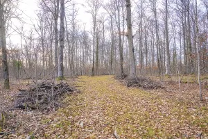 German Autumn Colors Drucke: A deciduous path flanked by trees