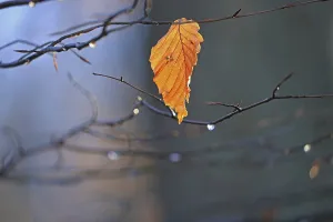 Deserted Forest Scenes Drucke: Leaf from a beech tree in backlight