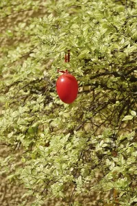 European Exterior Views Drucke: Still life with Easter egg in the garden on a tree