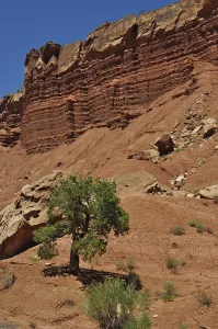 Red Rock Landscape Drucke: Single tree in front of dramatic
