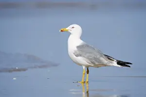Drucke von Mittelmeerseeschwalbe (Larus michahellis), Algarve, Portugal Mittelmeermöwe Drucke: Mittelmeerseeschwalbe (Larus michahellis)