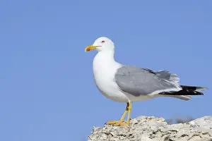 Drucke von Mittelmeerseeschwalbe (Larus michahellis), Algarve, Portugal Mittelmeermöwe Drucke: Mittelmeerseeschwalbe (Larus michahellis)