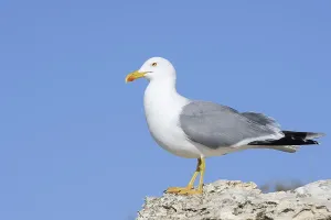 Drucke von Mittelmeerseeschwalbe (Larus michahellis), Algarve, Portugal Mittelmeermöwe Drucke: Mittelmeerseeschwalbe (Larus michahellis)