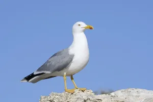 Drucke von Mittelmeerseeschwalbe (Larus michahellis), Algarve, Portugal Mittelmeermöwe Drucke: Mittelmeer-Seeschwalbe (Larus michahellis)