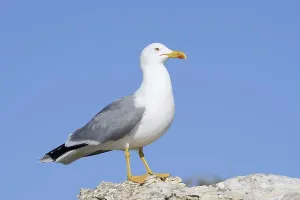 Drucke von Mittelmeerseeschwalbe (Larus michahellis), Algarve, Portugal Mittelmeermöwe Drucke: Mittelmeerseeschwalbe (Larus michahellis)
