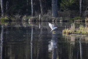 European Waterfowl Species Drucke: Mediterranean gull (Larus michahellis)