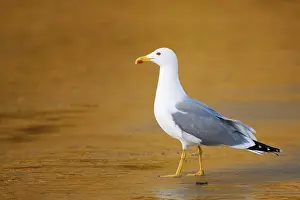 Drucke von Mittelmeer-Seeschwalbe (Larus michahellis) auf der Strand, Algarve, Portugal Mittelmeermöwe Drucke: Mittelmeerseeschwalbe (Larus michahellis) am Strand.